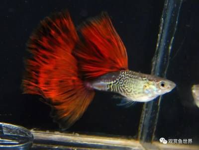 比較活潑的觀賞魚(yú)排名（十大最活潑的觀賞魚(yú)排行榜錦鯉、地圖魚(yú)、地圖魚(yú)、地圖魚(yú)、地圖魚(yú)） 伊罕水族 第1張