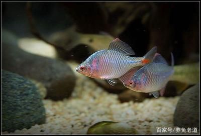 比較活潑的觀賞魚(yú)排名（十大最活潑的觀賞魚(yú)排行榜錦鯉、地圖魚(yú)、地圖魚(yú)、地圖魚(yú)、地圖魚(yú)） 伊罕水族 第4張