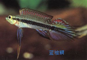 玻利維亞鳳凰魚好養(yǎng)嗎（玻利維亞鳳凰魚是一種比較容易飼養(yǎng)的觀賞魚，以下是有關(guān)其飼養(yǎng)難易程度的信息）