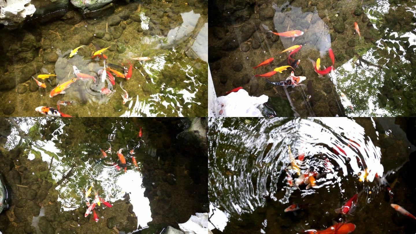 公園的觀賞魚密度（公園觀賞魚的飼養(yǎng)密度應(yīng)該如何計算） 申古三間魚 第1張