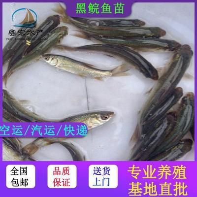 觀賞魚空運都是走什么快遞（觀賞魚空運流程是怎樣的？） 海水魚（海水魚批發(fā)） 第3張