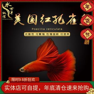 觀賞魚空運都是走什么快遞（觀賞魚空運流程是怎樣的？） 海水魚（海水魚批發(fā)） 第4張