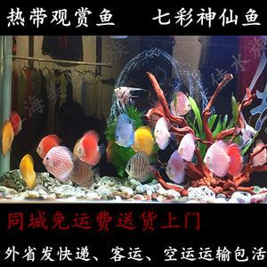 觀賞魚空運都是走什么快遞（觀賞魚空運流程是怎樣的？） 海水魚（海水魚批發(fā)） 第1張