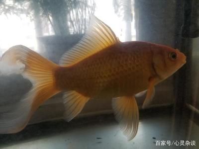 觀賞魚的分類及特點介紹（熱帶海水觀賞魚的養(yǎng)護秘籍）