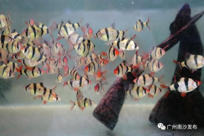 廣州最大的觀賞魚養(yǎng)殖基地（廣州最大的觀賞魚養(yǎng)殖基地探秘觀賞魚養(yǎng)殖技術(shù)探秘） 夢幻雷龍魚 第1張