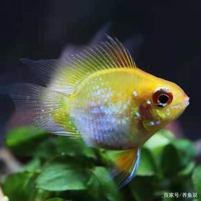 觀賞魚(yú)怕人是怎么回事兒（如何幫助觀賞魚(yú)克服怕人的現(xiàn)象）