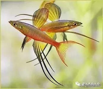 觀賞魚(yú) 美人（剛果美人魚(yú)的起源與分布）