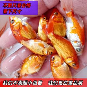 紅鯽魚苗價(jià)格（淡水魚養(yǎng)殖基地或廠家獲取最新價(jià)格信息紅鯽魚苗養(yǎng)殖基地） 養(yǎng)魚知識(shí) 第1張