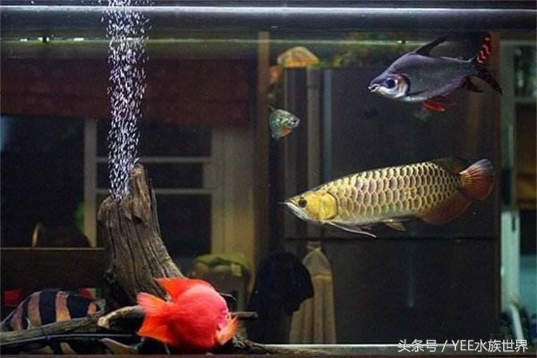 大型觀賞魚混養(yǎng)視頻（p大型觀賞魚混養(yǎng)的注意事項(xiàng)） ?；?異型虎魚/純色虎魚 第4張