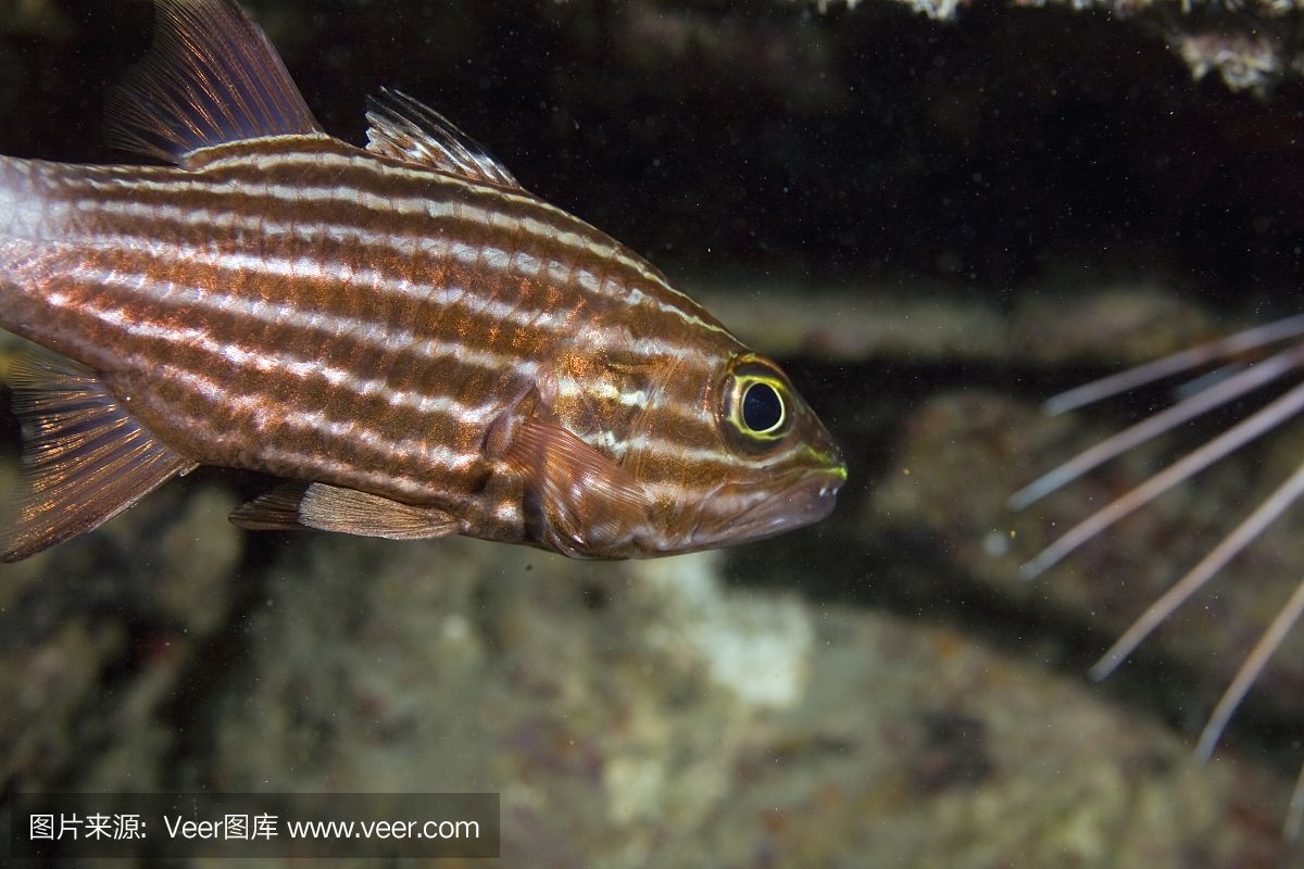 觀(guān)賞魚(yú)虎斑照片（如何鑒別虎斑魚(yú)的品種） 大白鯊魚(yú) 第3張