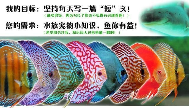 觀賞魚治病期間可以開uv燈嗎視頻（觀賞魚治病期間可以開uv燈嗎） 綠皮皇冠豹魚 第1張