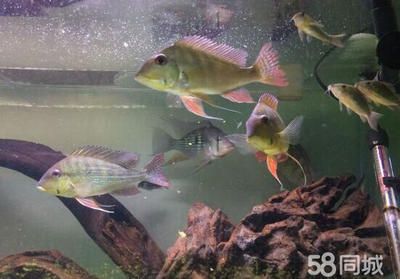 觀賞魚的價格排行榜最新（觀賞魚價格排行榜：觀賞魚品牌排行榜顯示了一些知名品牌） 其他益生菌 第3張