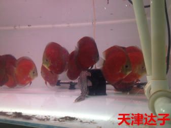 觀(guān)賞魚(yú)的價(jià)格排行榜最新（觀(guān)賞魚(yú)價(jià)格排行榜：觀(guān)賞魚(yú)品牌排行榜顯示了一些知名品牌） 其他益生菌 第1張