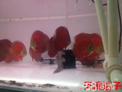 觀賞魚的價格排行榜前十名（觀賞魚價格排行榜） 龍魚專用燈 第3張