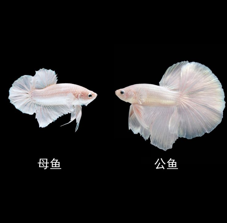 純白觀賞魚是什么品種的魚（全身白色觀賞魚有哪些種類？） 武吉美拉金龍魚 第1張