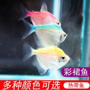 淡水觀賞魚排行榜前十名有哪些種類（淡水觀賞魚排行榜）