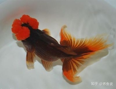 觀賞魚叫什么金魚（熱帶觀賞魚的繁殖與遺傳學(xué)） 雪龍魚 第1張