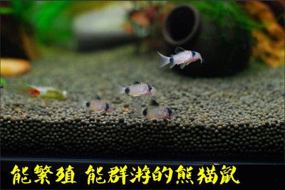 觀賞魚養(yǎng)幾條好清道夫算不算（清道夫在風(fēng)水學(xué)中的作用） 稀有金龍魚 第1張