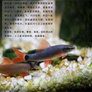 觀賞魚養(yǎng)幾條好清道夫算不算（清道夫在風(fēng)水學(xué)中的作用） 稀有金龍魚 第4張