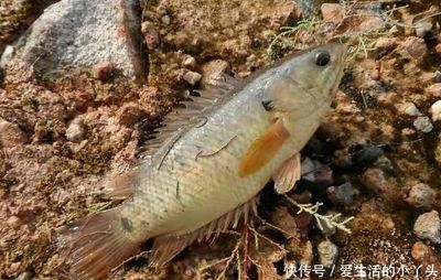 不死的魚叫什么（哪些觀賞魚容易飼養(yǎng)，不易死亡） 慈雕魚 第3張