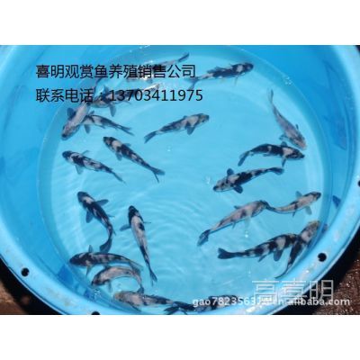 觀賞魚哪種好養(yǎng)（觀賞魚養(yǎng)護(hù)秘籍）