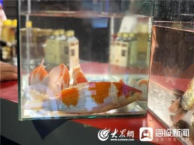 觀賞魚直播間（如何運營觀賞魚直播間） 帝王迷宮 第3張