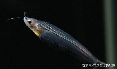 觀賞魚會被嚇死嗎（觀賞魚會被嚇死嗎？） 巴卡雷龍魚 第4張