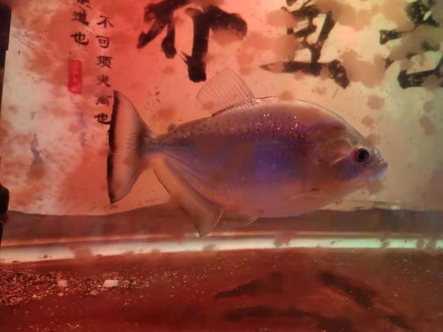 觀賞魚會被嚇死嗎（觀賞魚會被嚇死嗎？） 巴卡雷龍魚 第3張