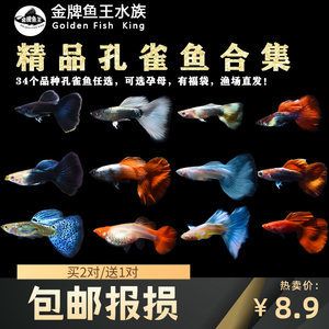 高端淡水觀賞魚（淡水觀賞魚的繁殖與遺傳學） 赤焰中國虎魚 第4張