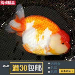 高端淡水觀賞魚（淡水觀賞魚的繁殖與遺傳學） 赤焰中國虎魚 第1張