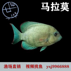 高端淡水觀賞魚（淡水觀賞魚的繁殖與遺傳學） 赤焰中國虎魚 第3張