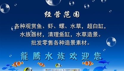 觀賞魚公司經(jīng)營范圍是什么（上海萬金觀賞魚養(yǎng)殖有限公司） 白子黃化銀龍魚 第1張