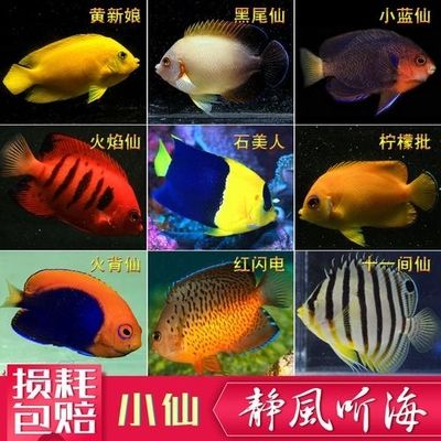 紅色的海水觀賞魚(yú)叫什么（紅杉魚(yú)的養(yǎng)殖技術(shù)）