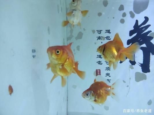 觀賞魚(yú)突然死亡背部有血絲（觀賞魚(yú)死亡和背部出現(xiàn)血絲可能是由多種因素引起的） 蘇虎苗（蘇門(mén)答臘虎魚(yú)苗） 第1張