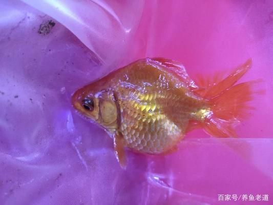 觀賞魚(yú)突然死亡背部有血絲（觀賞魚(yú)死亡和背部出現(xiàn)血絲可能是由多種因素引起的） 蘇虎苗（蘇門(mén)答臘虎魚(yú)苗） 第4張