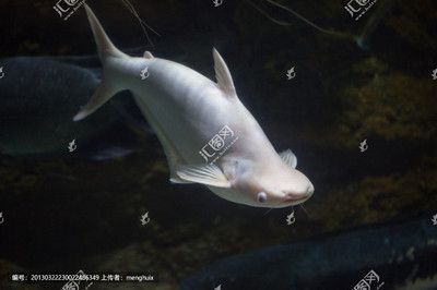 白鯊魚觀賞魚吃什么（白鯊魚觀賞魚屬于肉食性魚類，它們的飲食習(xí)慣較為復(fù)雜）