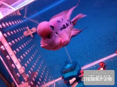 觀賞魚(yú)羅漢繁殖（羅漢魚(yú)的繁殖技巧）