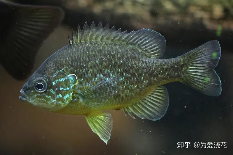 廣東本土觀賞魚(yú)種類(lèi)有哪些（廣東本土的觀賞魚(yú)種類(lèi)及其特點(diǎn)） 黃金斑馬魚(yú) 第1張