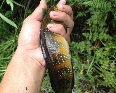 花星魚（花星魚養(yǎng)殖技術(shù)）