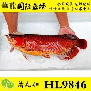 觀賞魚批發(fā)價多少錢一只（觀賞魚批發(fā)價因種類、大小和市場而異） 赤元素 第4張