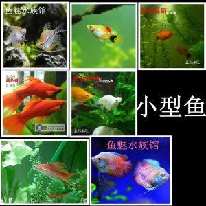 觀賞魚協(xié)會(huì)活動(dòng)策劃（如何策劃一場(chǎng)成功的觀賞魚展覽） 水族用品 第3張