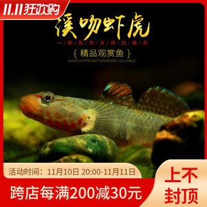 觀賞魚協(xié)會(huì)活動(dòng)策劃（如何策劃一場(chǎng)成功的觀賞魚展覽） 水族用品 第4張