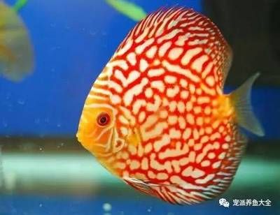 好看的熱帶觀賞魚排行（什么是熱帶觀賞魚？） 招財戰(zhàn)船魚 第4張