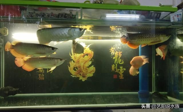 觀賞魚哪些能混養(yǎng)（混養(yǎng)觀賞魚的心理學(xué)混養(yǎng)觀賞魚的飼養(yǎng)技巧及注意事項） 南美異型魚 第4張