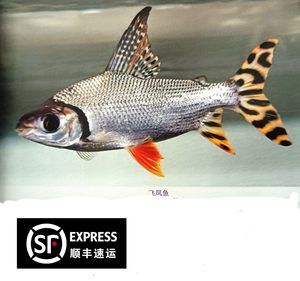 飛鳳魚多少錢一條（熱帶觀賞魚的品種大揭秘） 觀賞魚市場 第4張