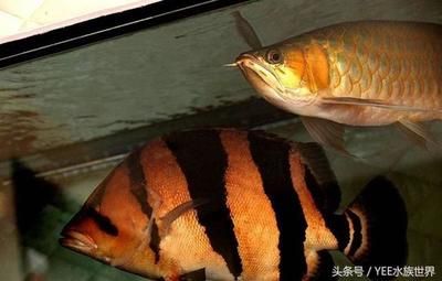 動物世界魚類觀賞魚（關(guān)于魚類觀賞魚的一些詳細(xì)介紹） 照明器材 第3張