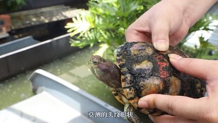 白化巴西龜怎么養(yǎng)最好（白化巴西龜的飼養(yǎng)方法） 南美異型魚 第4張