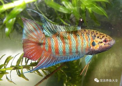 好養(yǎng)不貴觀賞魚（如何選擇水族箱設(shè)計(jì)）