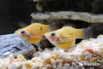 好養(yǎng)不貴觀賞魚（如何選擇水族箱設(shè)計(jì)）