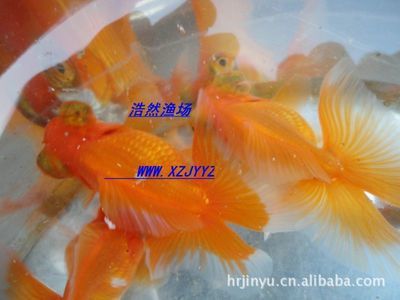 淡水小型觀賞魚什么魚最好養(yǎng)（好養(yǎng)的淡水小型觀賞魚：適合初學(xué)者或者忙碌的人士養(yǎng)殖） 祥龍藍(lán)珀金龍魚 第1張